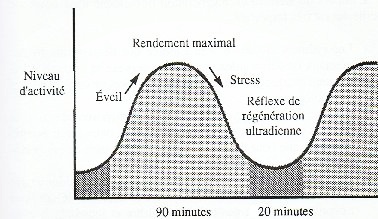 Schéma du cycle ultradien